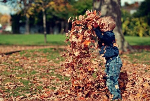 Fall Cleanup